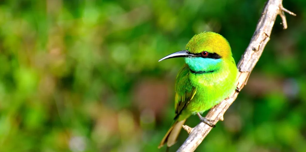 Hill Country Wonders